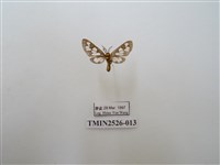 藏品(斑腹鹿蛾)的圖片